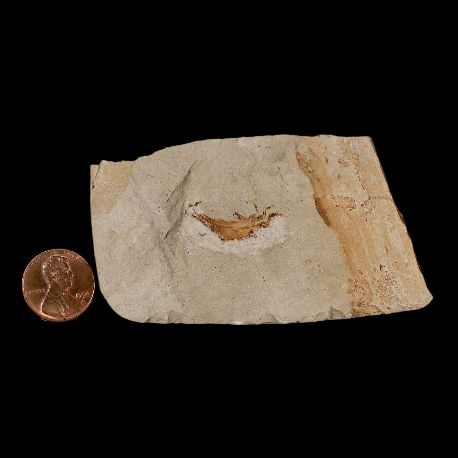 0.9" Fossil Crab Pinnixa Galliheri Pea Crab Monterey Cty San Luis Obispo Miocene 3