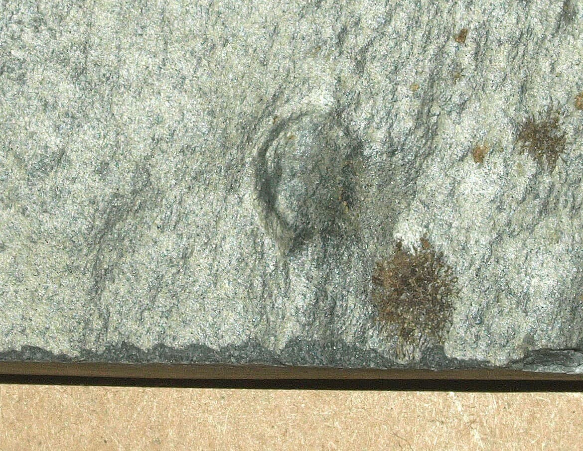 Ediacarian age fossils, Arctic Norway -SLAB with Aspidella and Medusinites 2