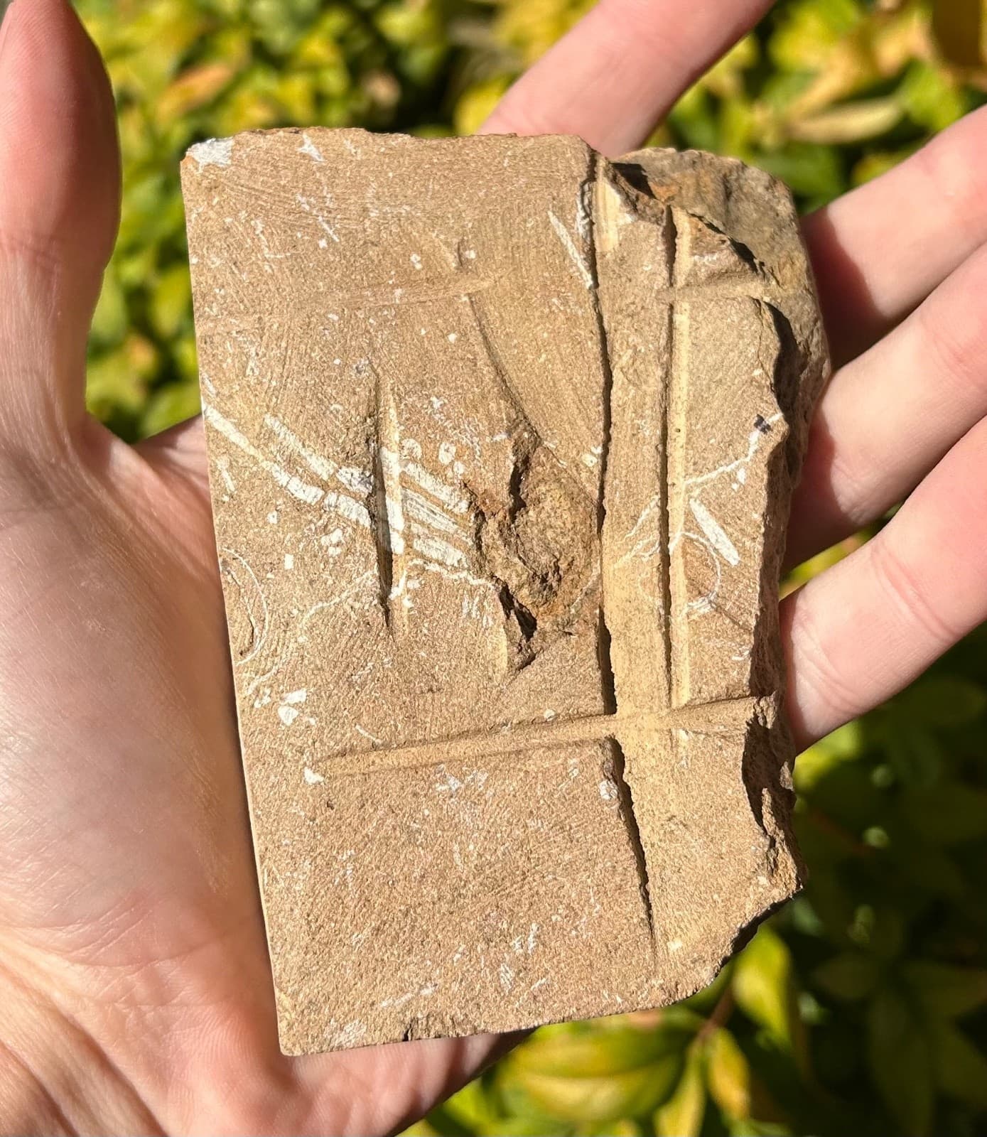 TRIPLE Fossil Crinoids in Matrix Phanocrinus Alabama Bangor Formation 6