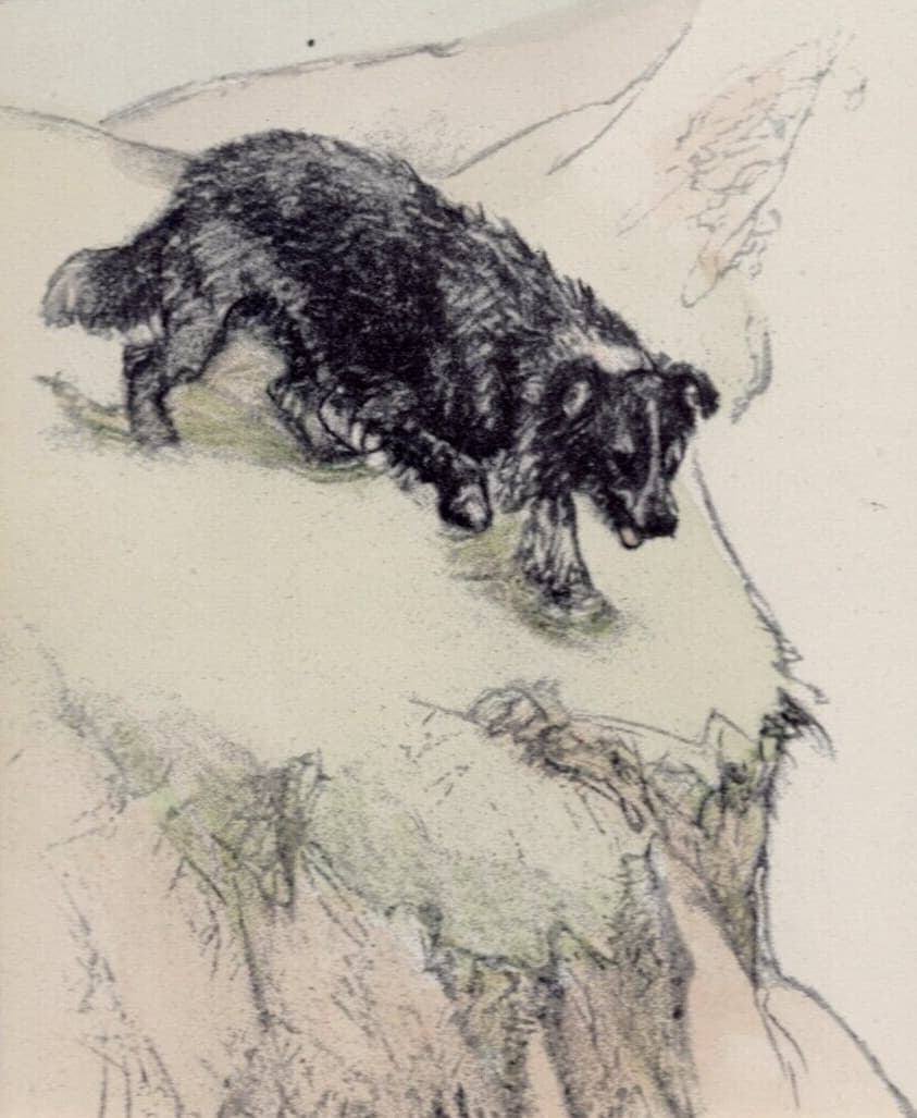 ~ Border Collie ~ Vernon Stokes Hand Coloured Print Genuine Vintage 1947 2