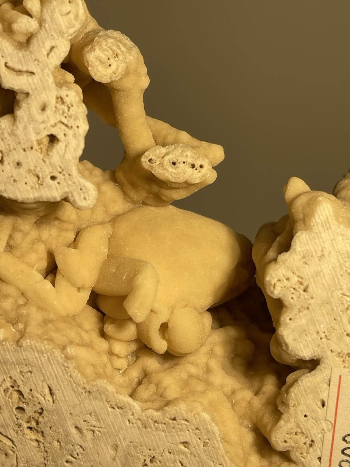 Travertine crab fossil 3