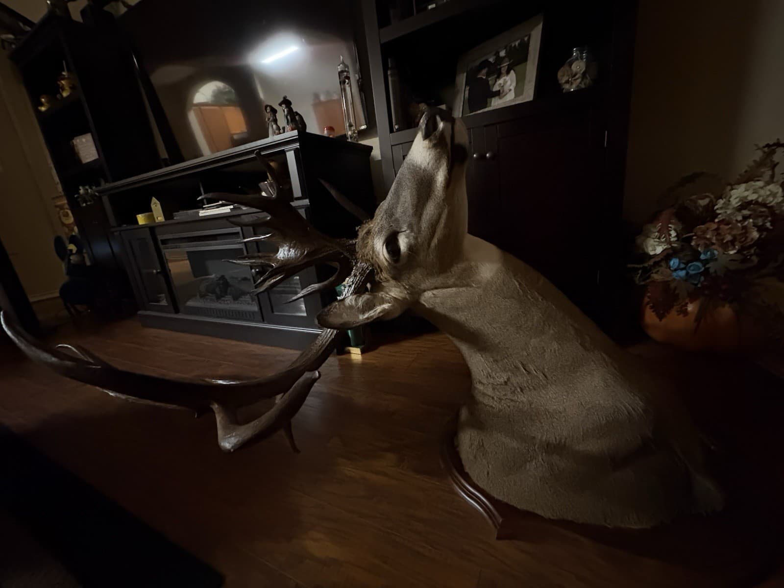 200 Plus Inch Whitetail Deer Shoulder Mount 5