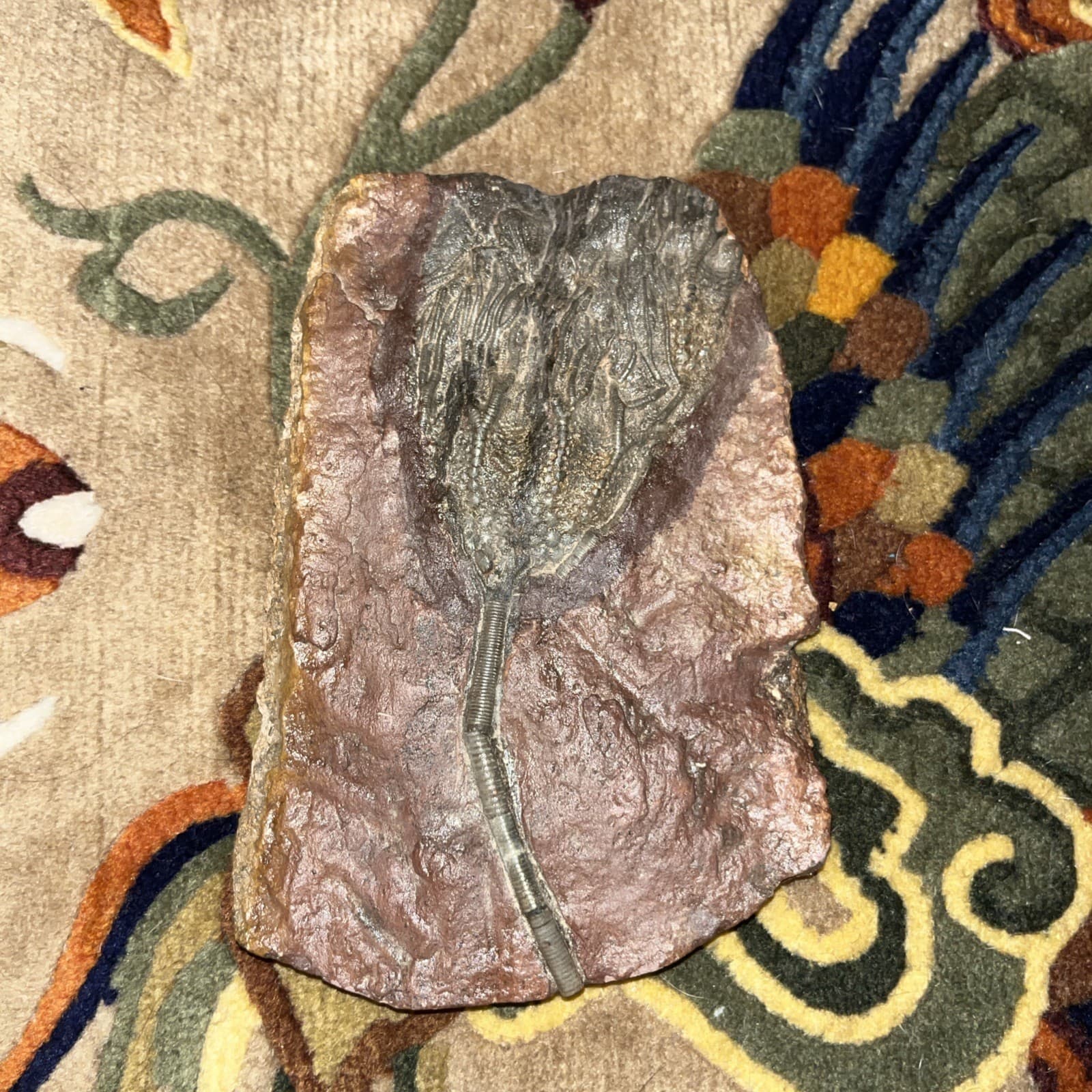 Unique and authentic paleontological fossil, sea lily fossil A22 2