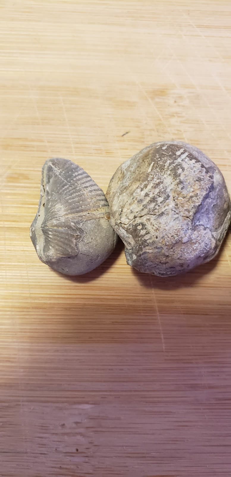 Authentic Michigan Fossil Assortment(4)  Great Lakes Rock Mix  1" And Under 2