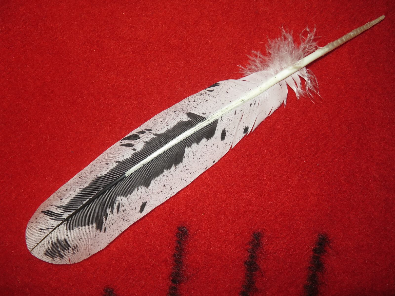 Native American made hand painted Immature Bald Eagle feather 3