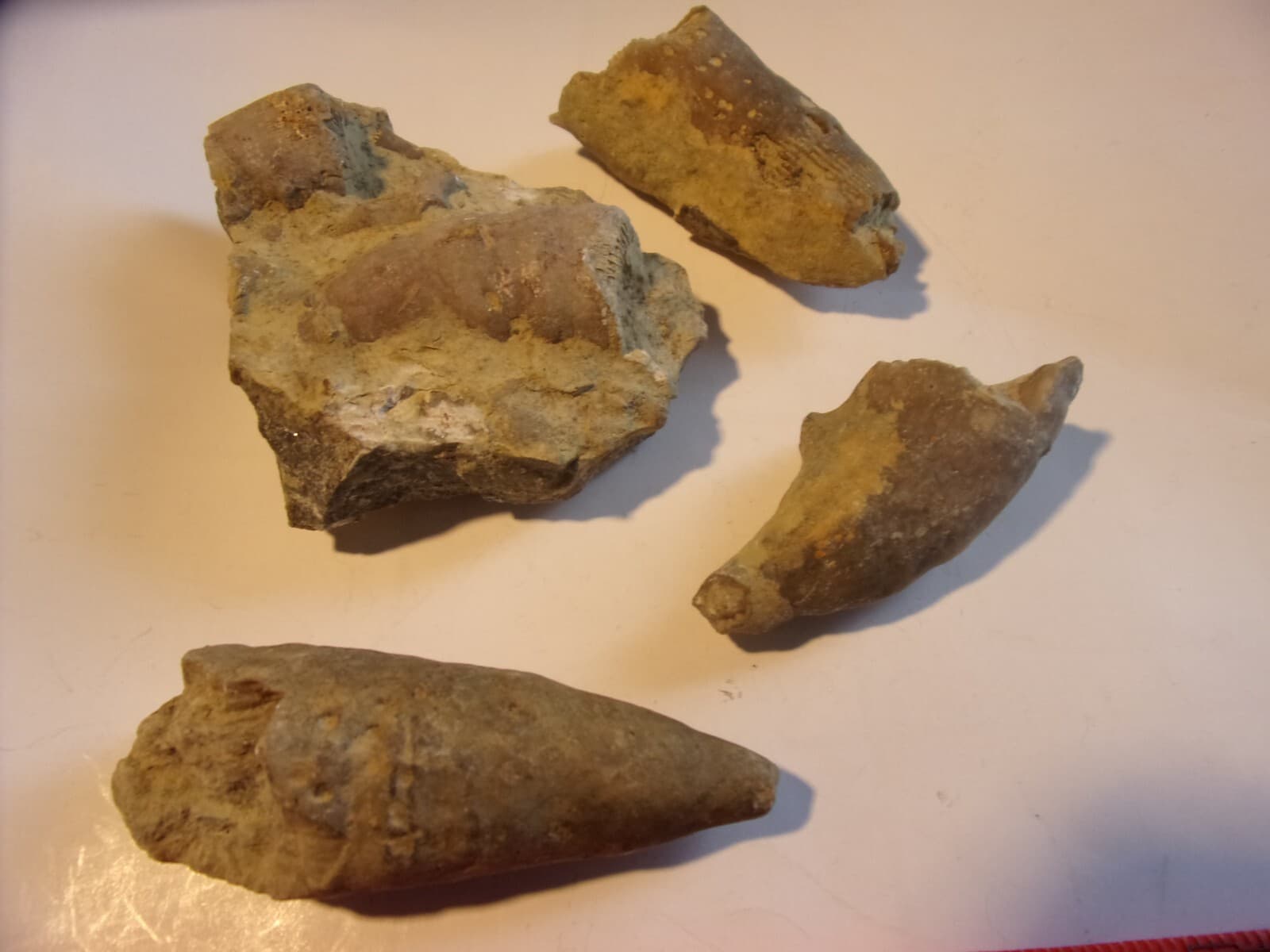 4 Prehistoric Fossilized Horn Coral - $13 s/h 2
