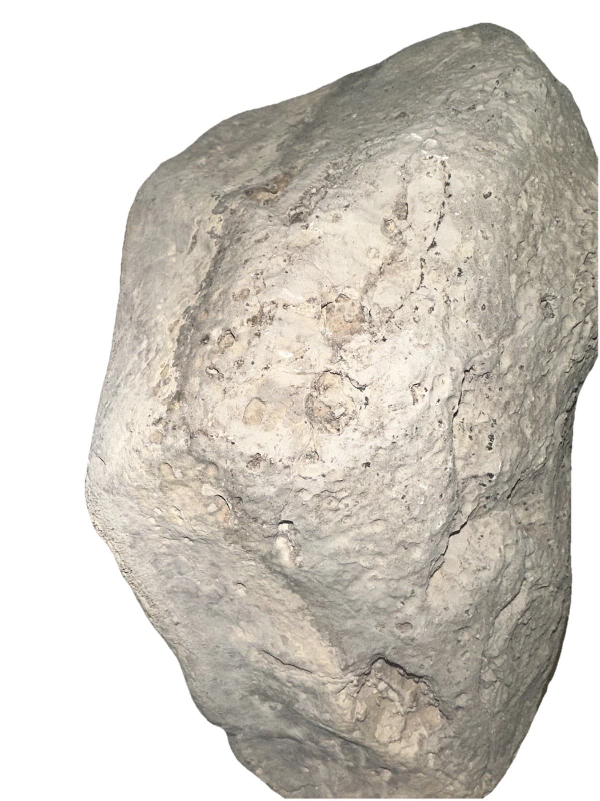 Large Raphidonema Sponge Fossil Specimen from the Cretaceous Period Southern, NV 4