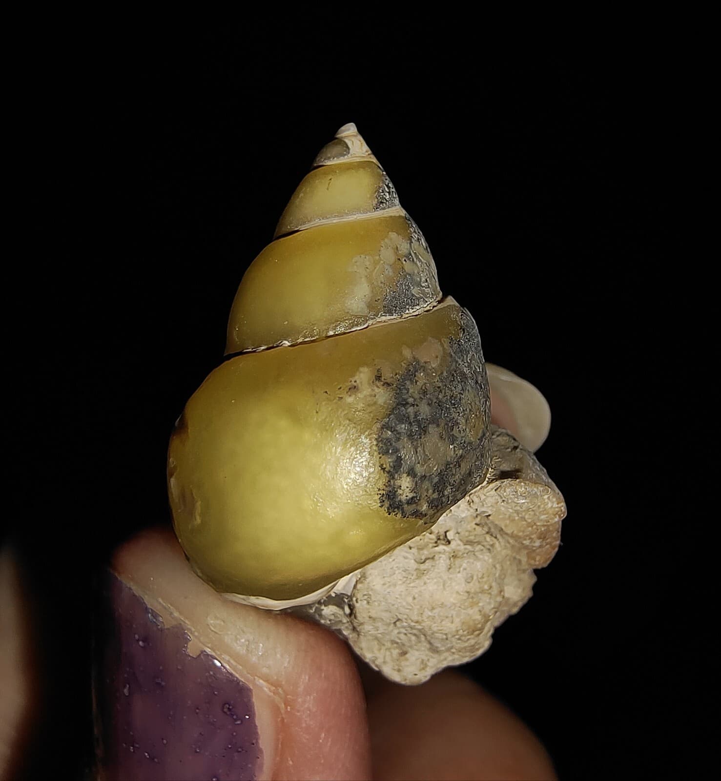 AMAZING AMMONITE! GASTROPOD SEASHELL FOSSIL VIVIPARIDAE FROM INDONESIA 23MM, 006 2