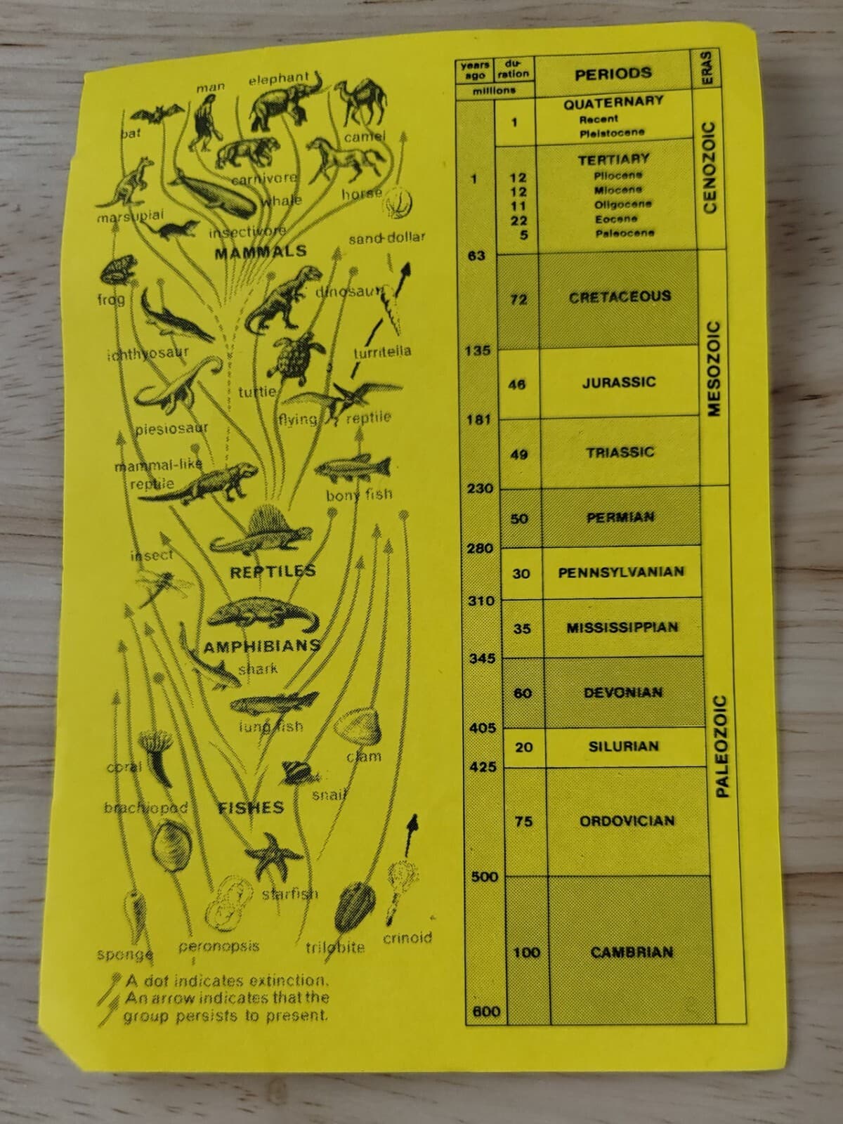 FOSSIL COLLECTION w/ASSOCIATED DESCRIPTIONS 12 Piece Set Trilobite-Dinosaur Bone 2