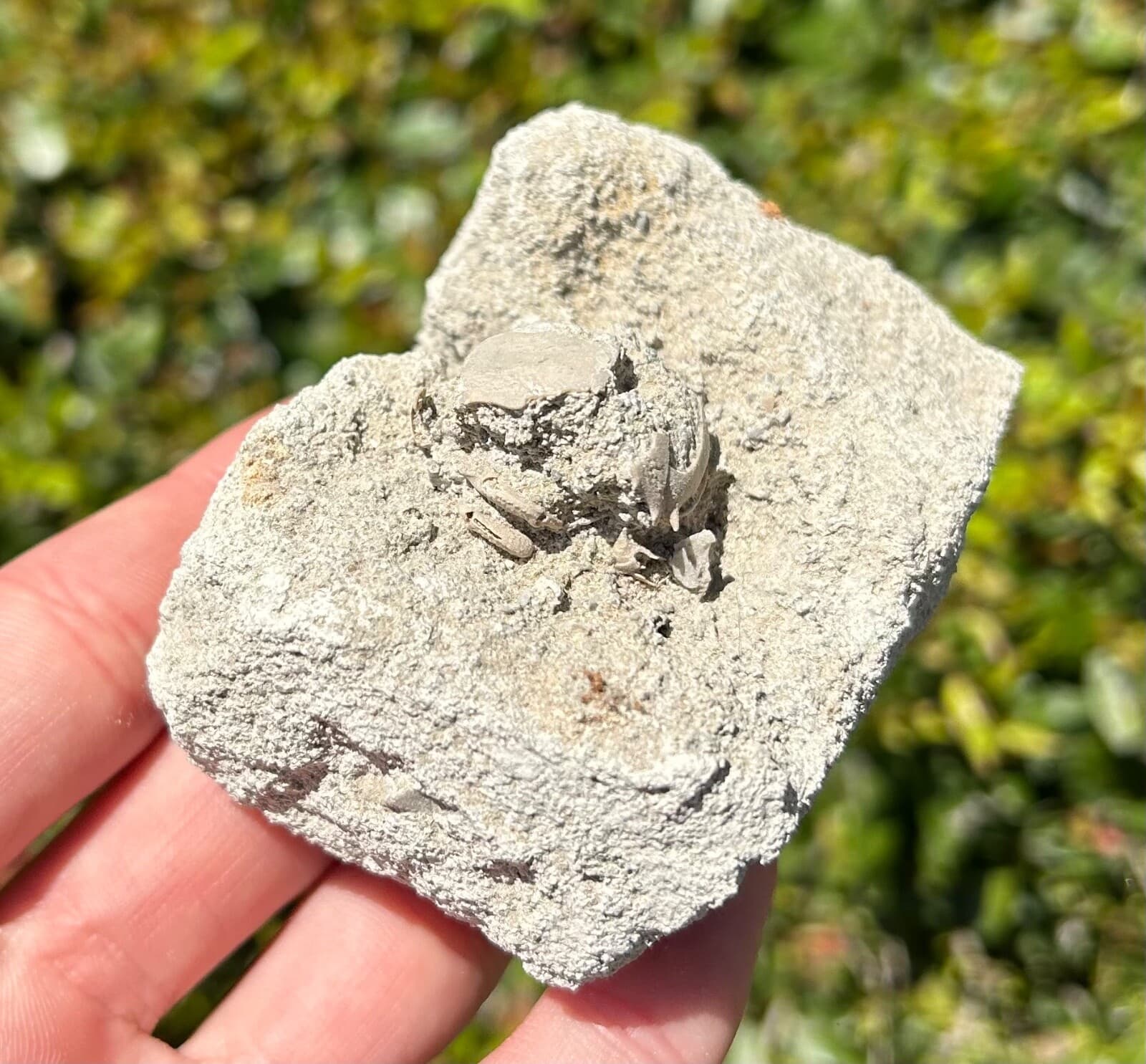 Unprepped Florida Fossil Crab in Matrix Ranilia muriceta Pliocene Crustacean 2