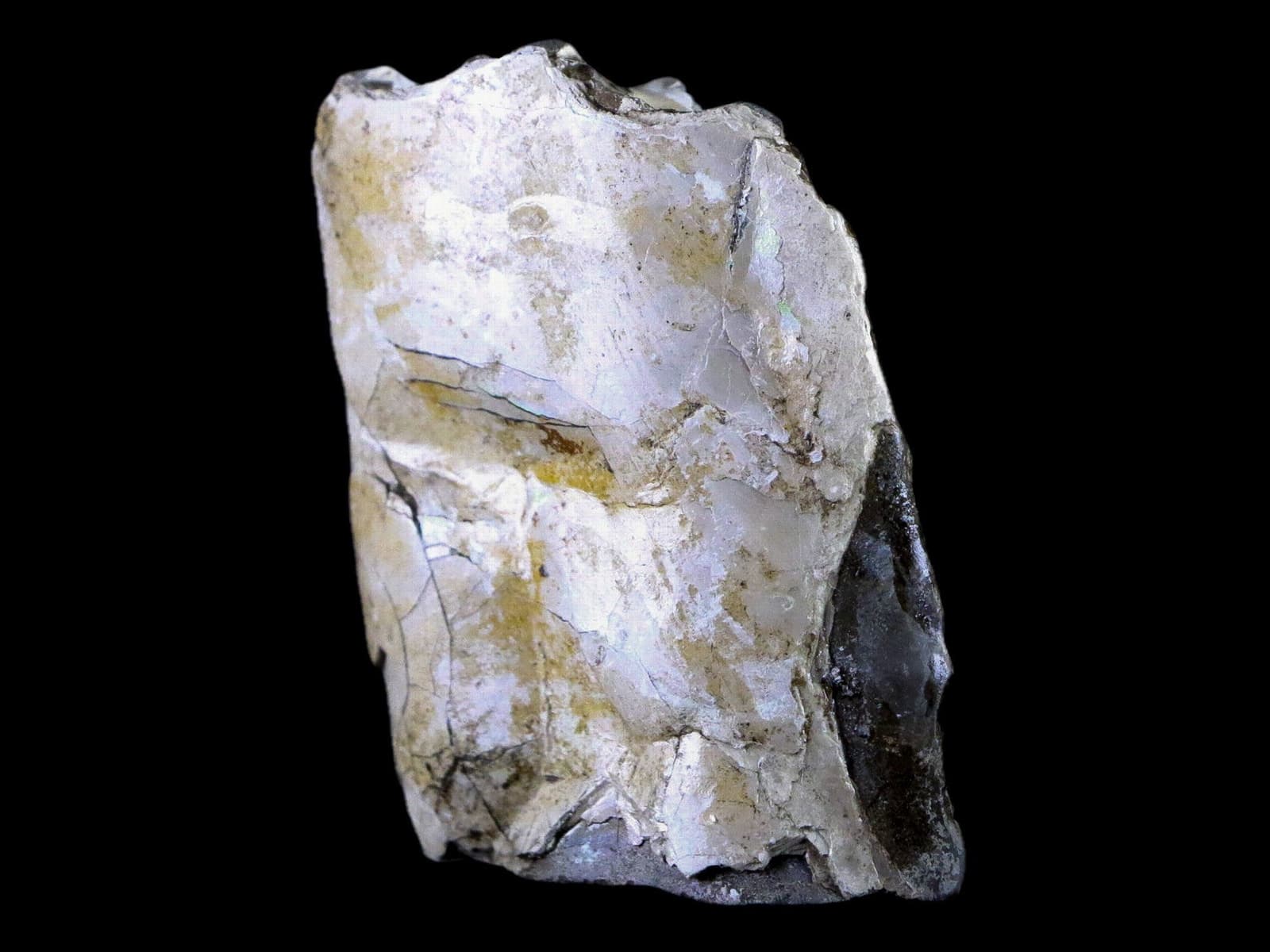 2.3" Baculite Fossil Opalized Cephalopod Late Cretaceous Bear Paw Shale Montana 3