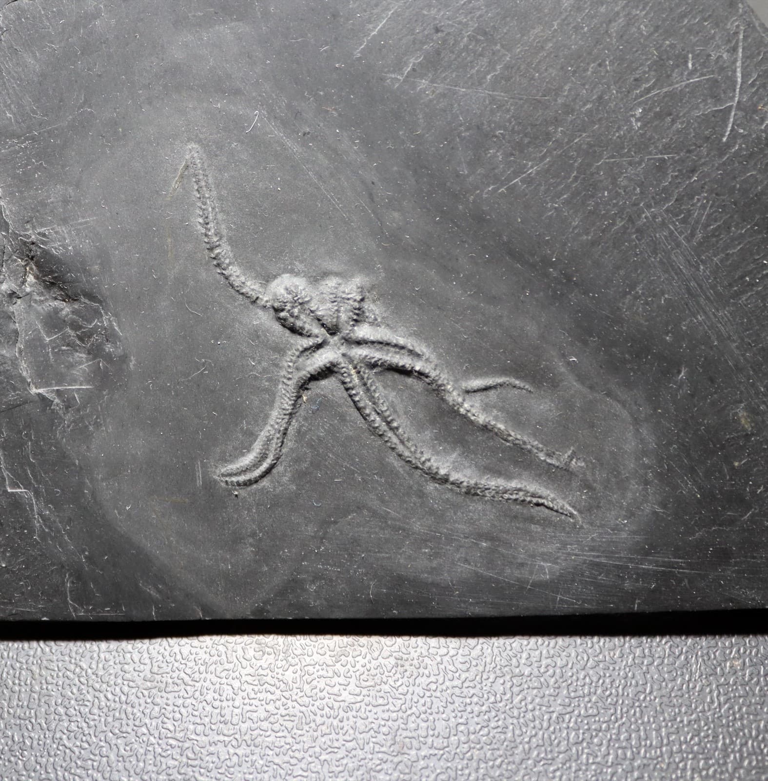 Killer Urasterella asperulu Devonian Starfish from Bundenbach. Germany 6