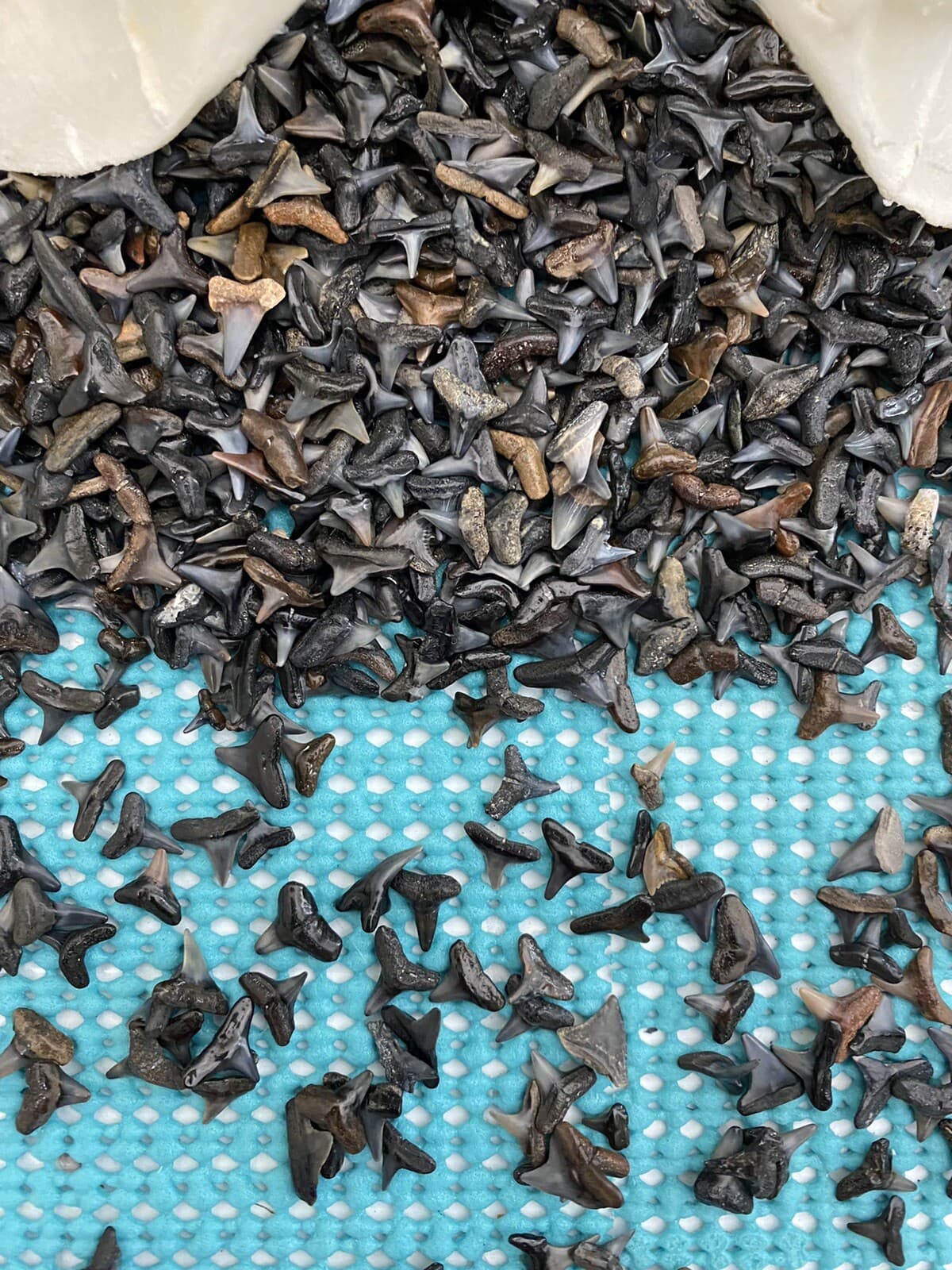 LOT OF 20.. 1/8 - 1/4 Inch ( A ) Quality Fossilized Shark Teeth From Venice Fl. 3