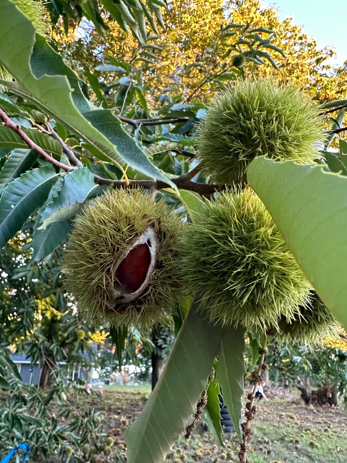 Fresh Sweet Chestnuts from Washington State 5 lbs Assorted sizes 3