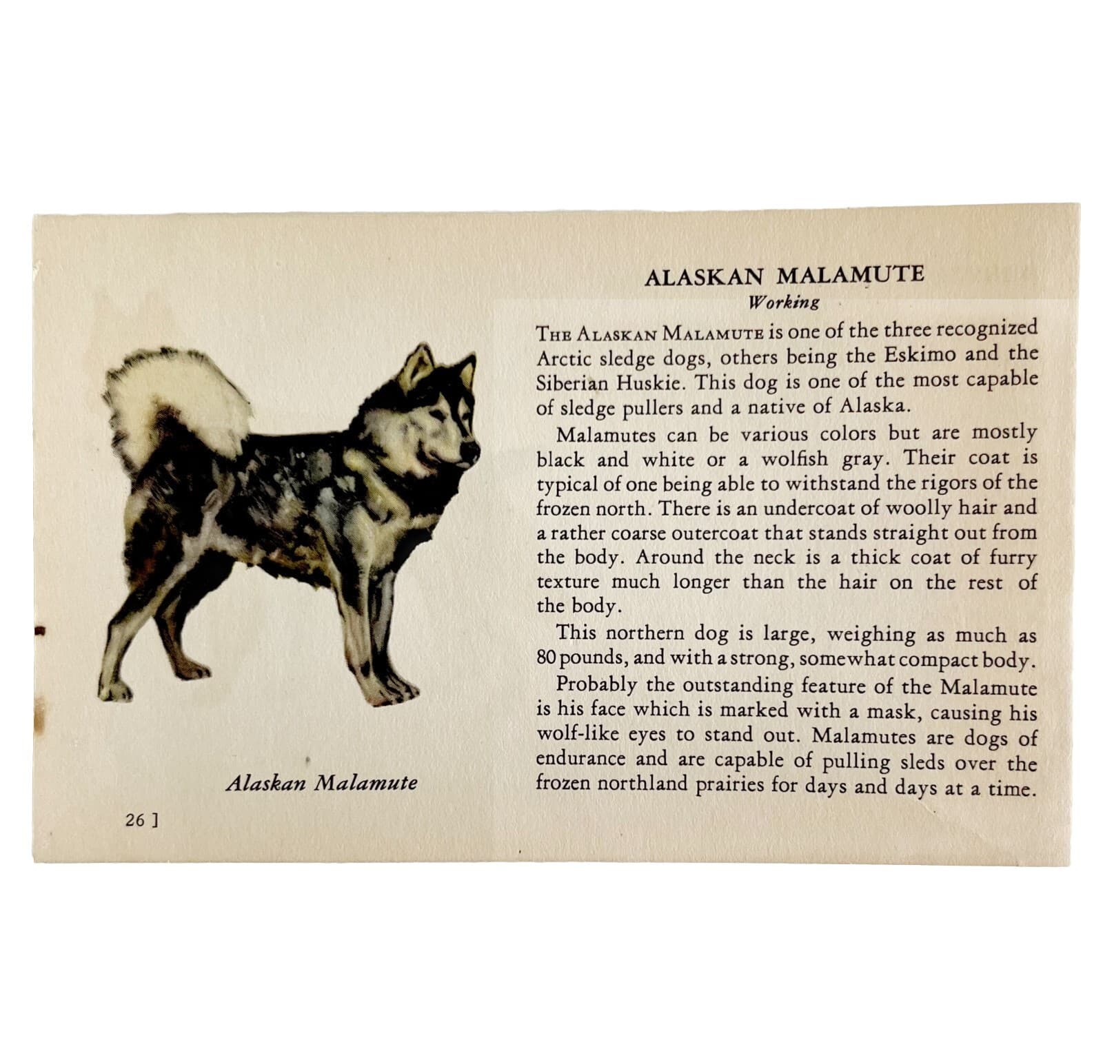 Alaskan Malamute 1939 Dog Breed Art Ole Larsen Color Plate Print Antique PCBG18 2