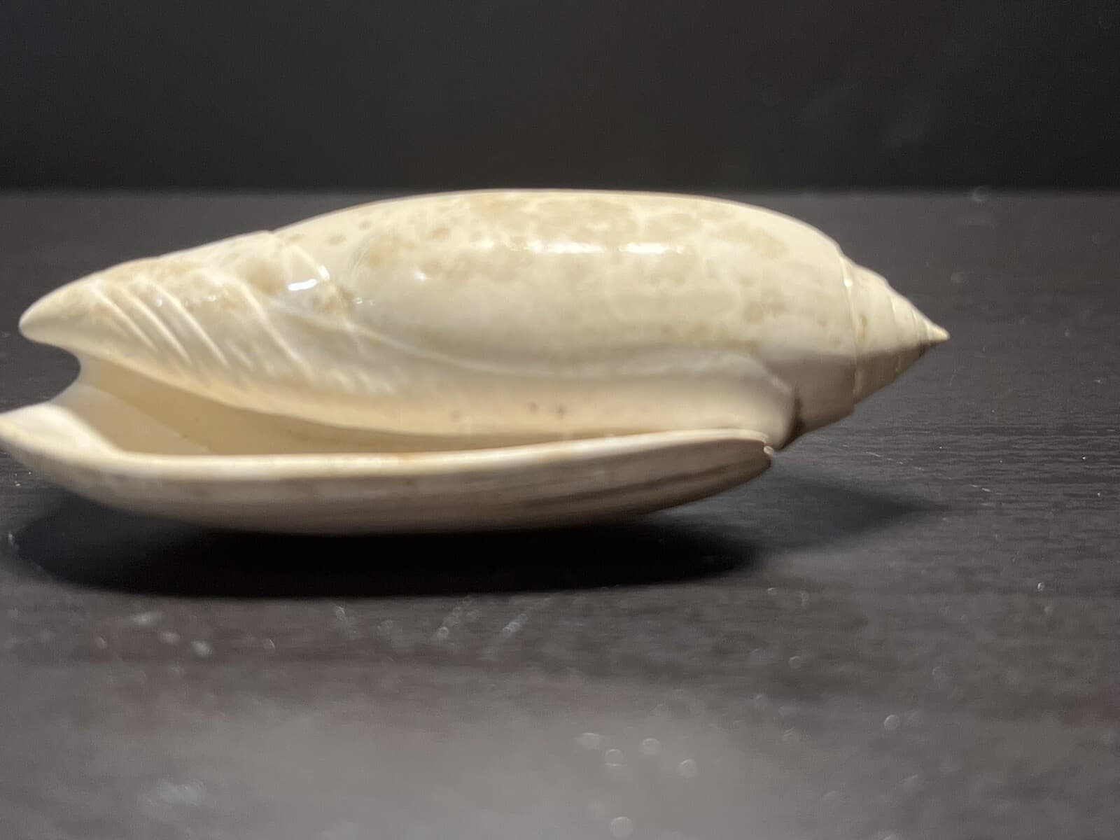 Fossil Olive Shell. Olividae Olivia Sayana. Lettered Olive Caloosahatchee Form 4