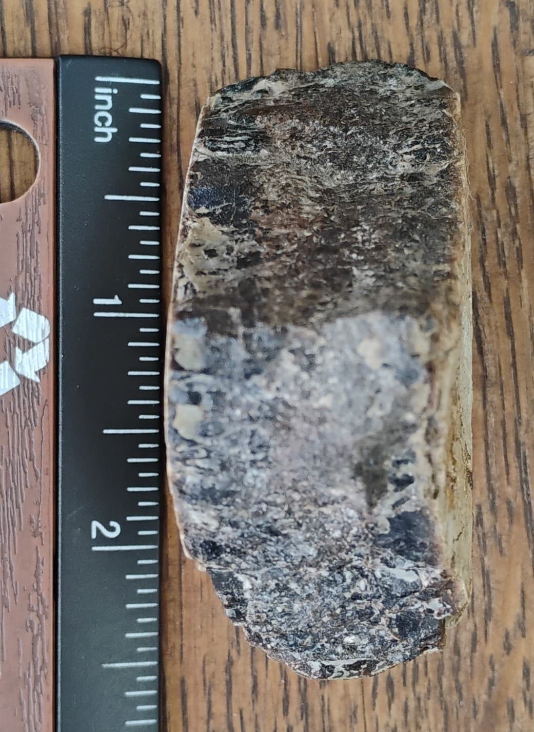 Baculite Fossil Cretaceous period Extinct Cephalopod Alberta CA 3