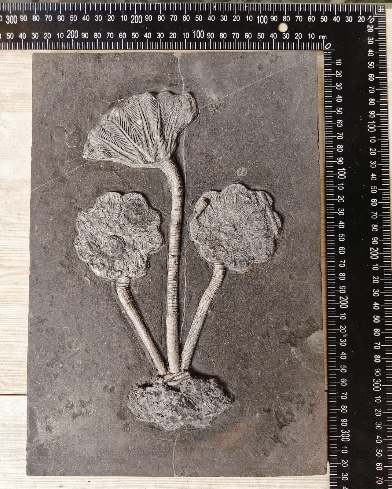 Natural Devonian prehistoric Jurassic biota crinoids Fossils 2