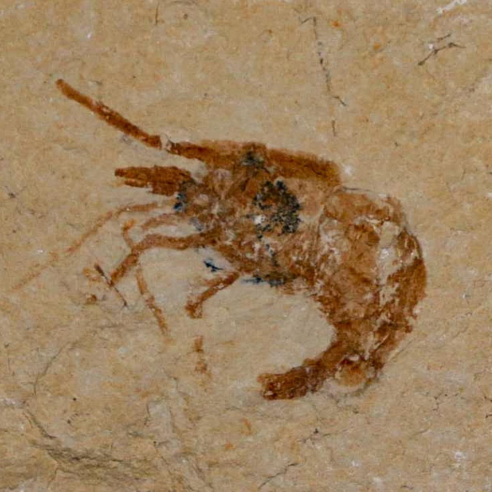 1.1" Fossil Shrimp Carpopenaeus Cretaceous Age 100 Mil Yrs Old Lebanon COA