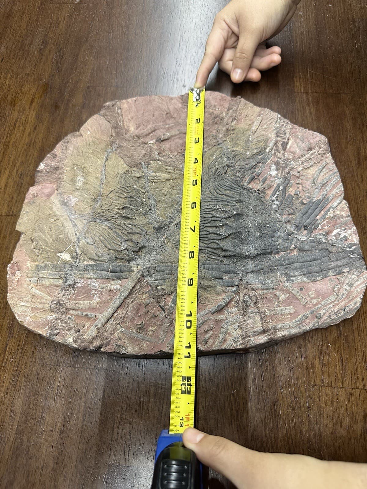 LARGE GEOLOGICAL CRINOID FOSSIL SPECIMEN 2