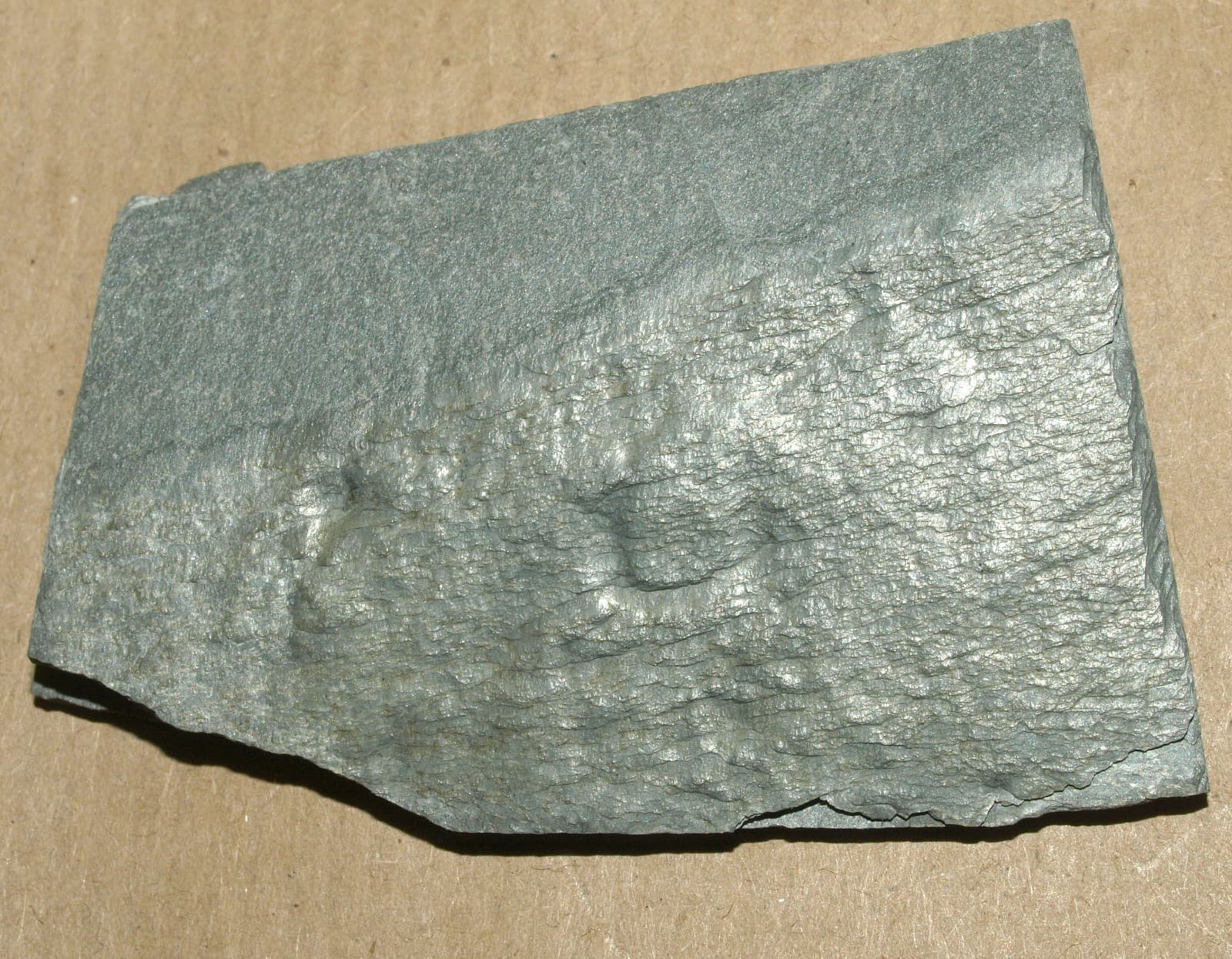 Ediacarian age fossils, Arctic Norway -SLAB with Aspidella sp. 5