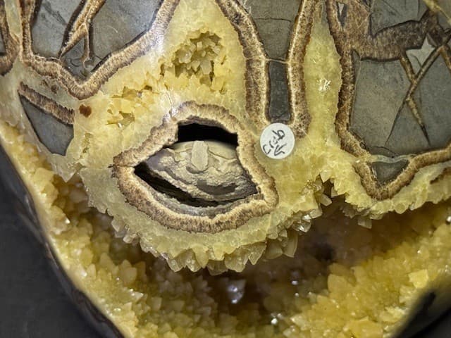 RARE  SEPTARIAN FREE FORM W/ FOSSIL CRAB  ,A++  QUALITY: & FL/PHOSPHORESCENT! 6