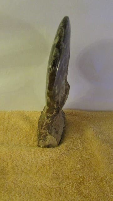 NAUTILUS FOSSIL ROCK 6