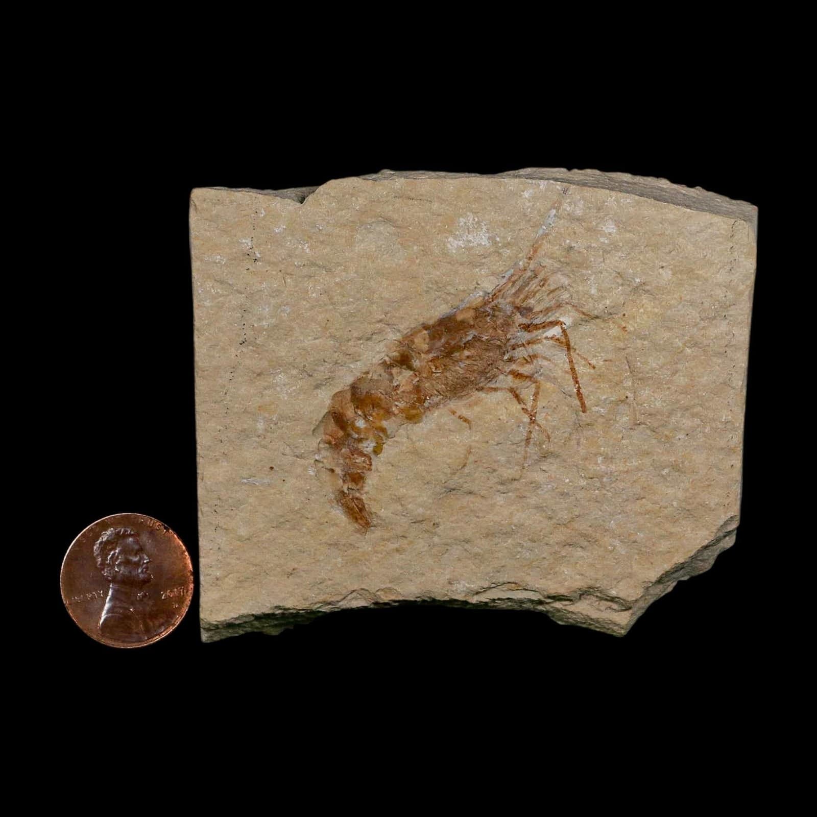 1.7" Fossil Shrimp Carpopenaeus Cretaceous Age 100 Mil Yrs Old Lebanon COA 3