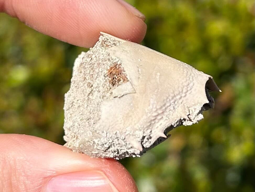 Fossil Crab Ranilia muriceta Florida Pliocene Crustacean Intracoastal Formation 4