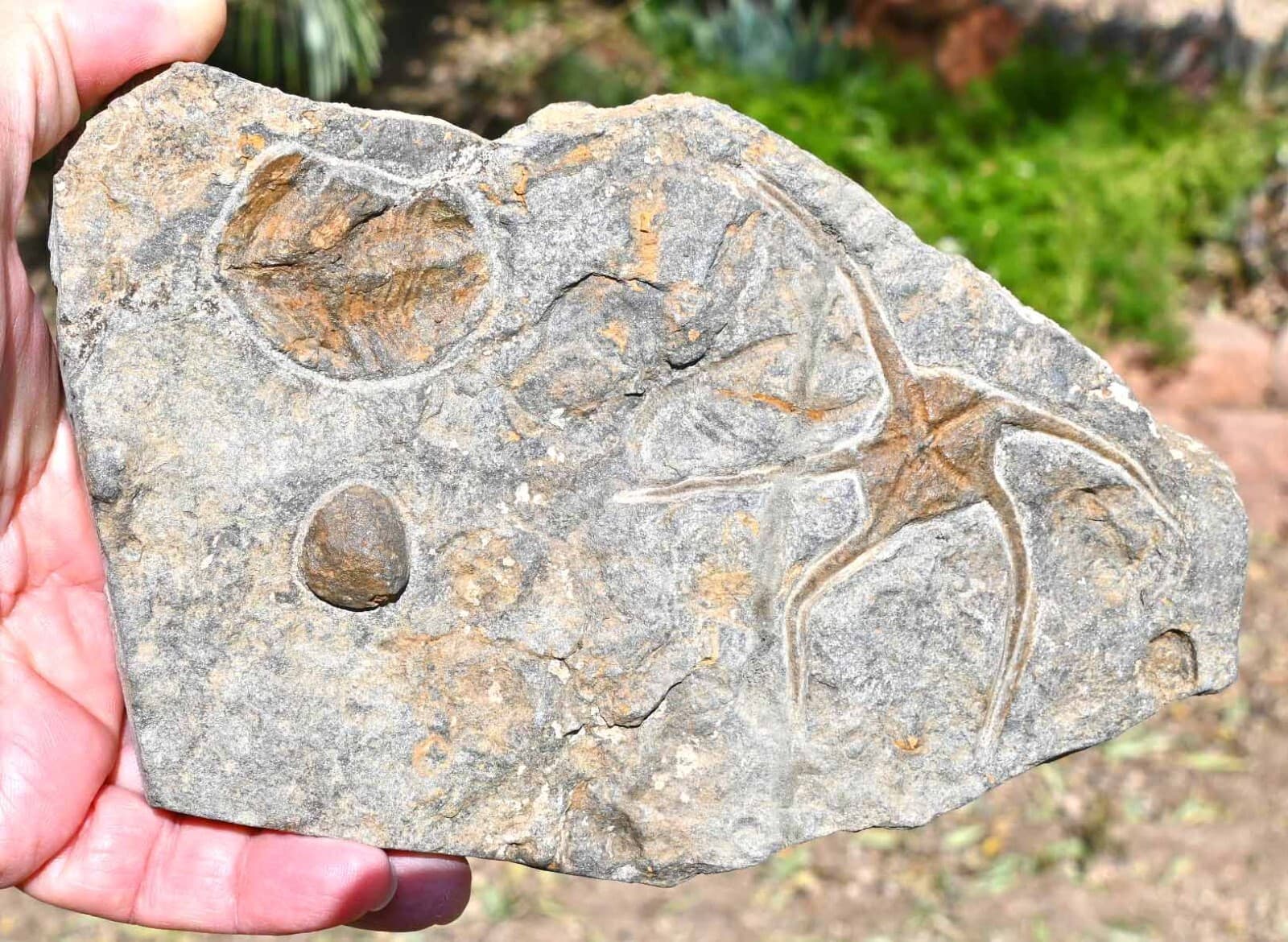 Ordovician Ophiuroid with a trilobite and  a crinoid 'float', from Morocco