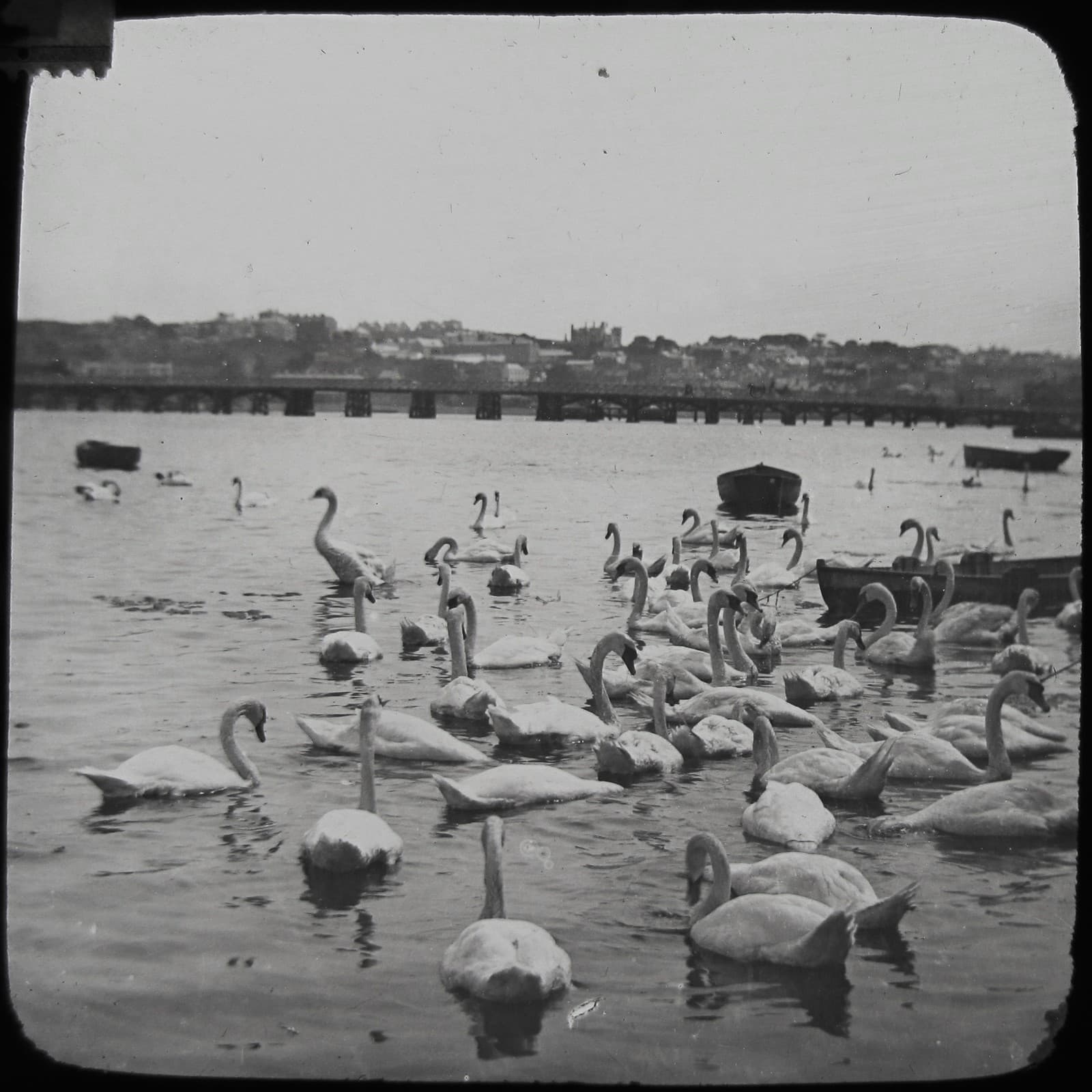 Glass Magic Lantern Slide SWANS ON RIVER C1900 PHOTO BIRDS