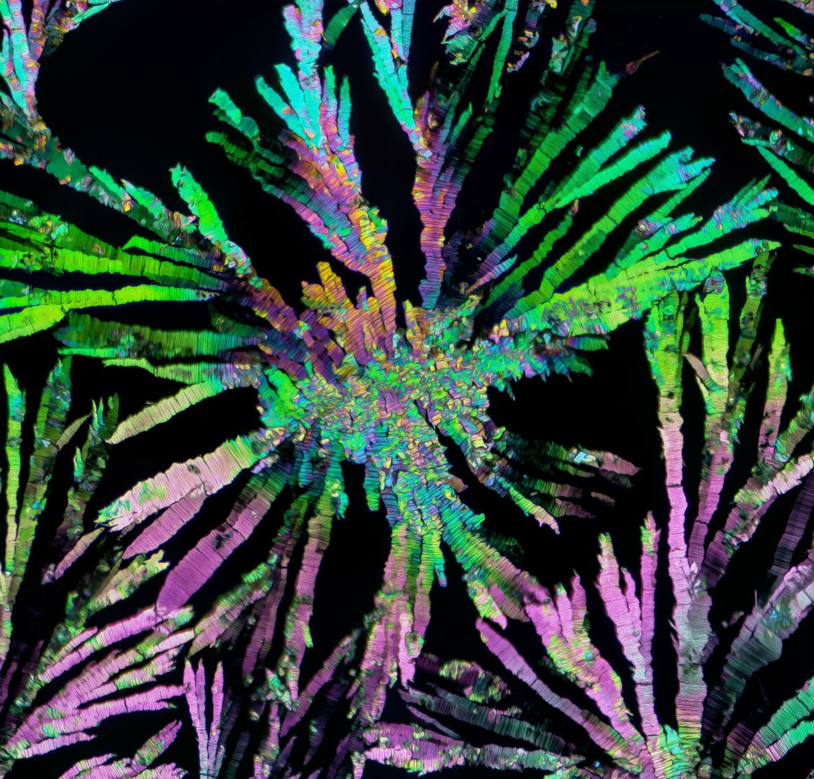 Microscope slide for polarization, THEOBROMINE 5