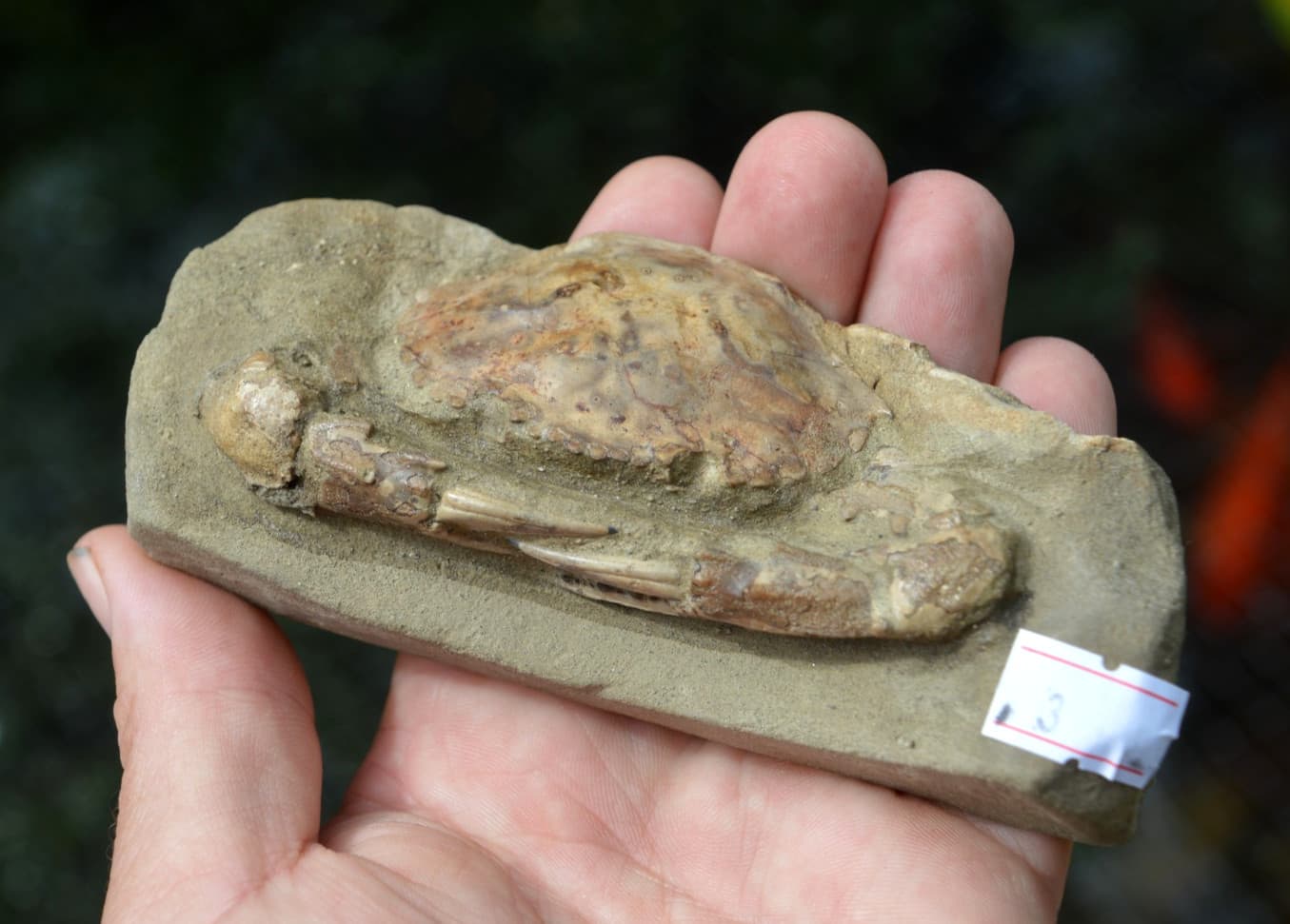 AMAZING FOSSIL CRAB FROM JAVA, INDONESIA BEST VALUE FOSSIL CRABS ANYWHERE! #3