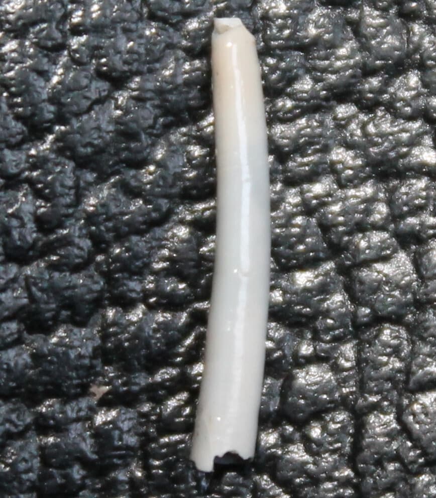 Dentalium triquetra - Pliocene fossil scaphopod mollusk, fm. Dentaliidae