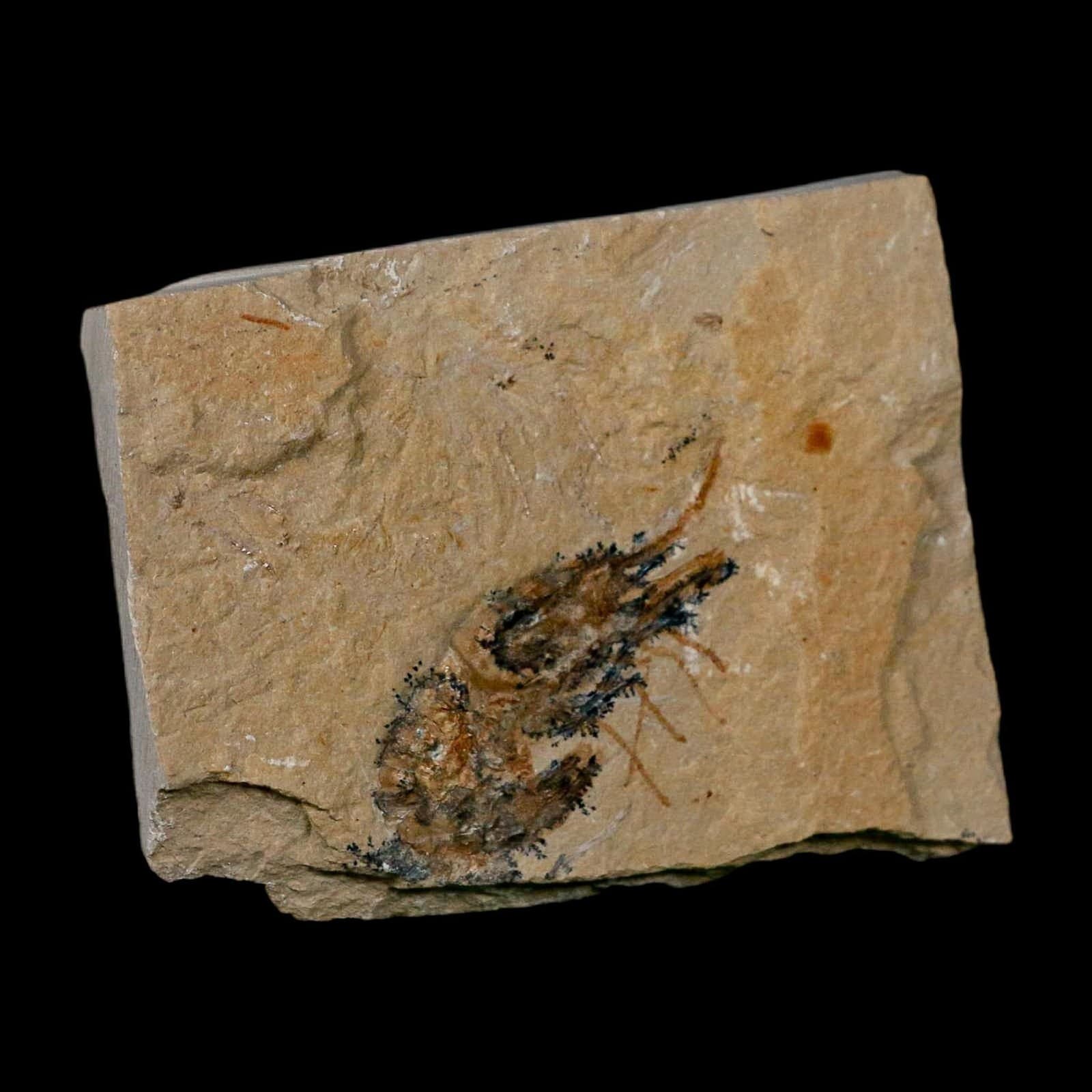 1.8" Fossil Shrimp Carpopenaeus Cretaceous Age 100 Mil Yrs Old Lebanon COA 4