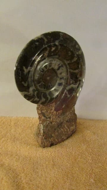 NAUTILUS FOSSIL ROCK 3