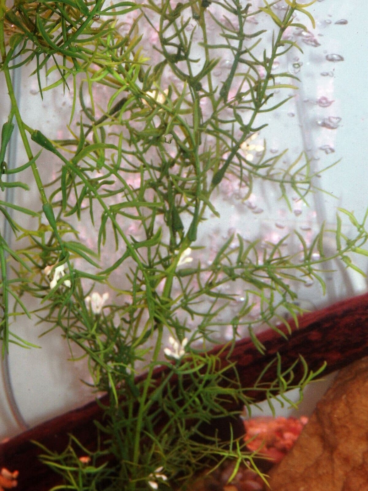 27 in. LG Standard 2-stem DITI-SPRENGERI Flowered Soft Plastic Wireless Plant, S 3