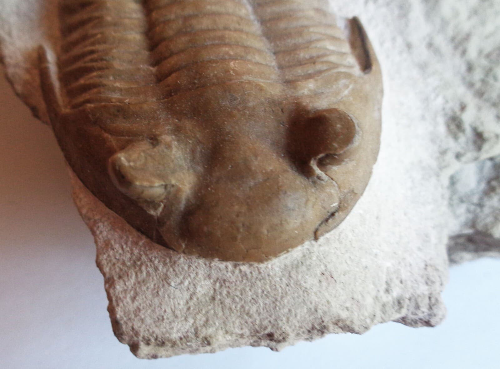 Trilobite SUBASAPHUS LONGISPINUS, Middle Ordovician, 460 ma, S-Petersburg,Russia 6