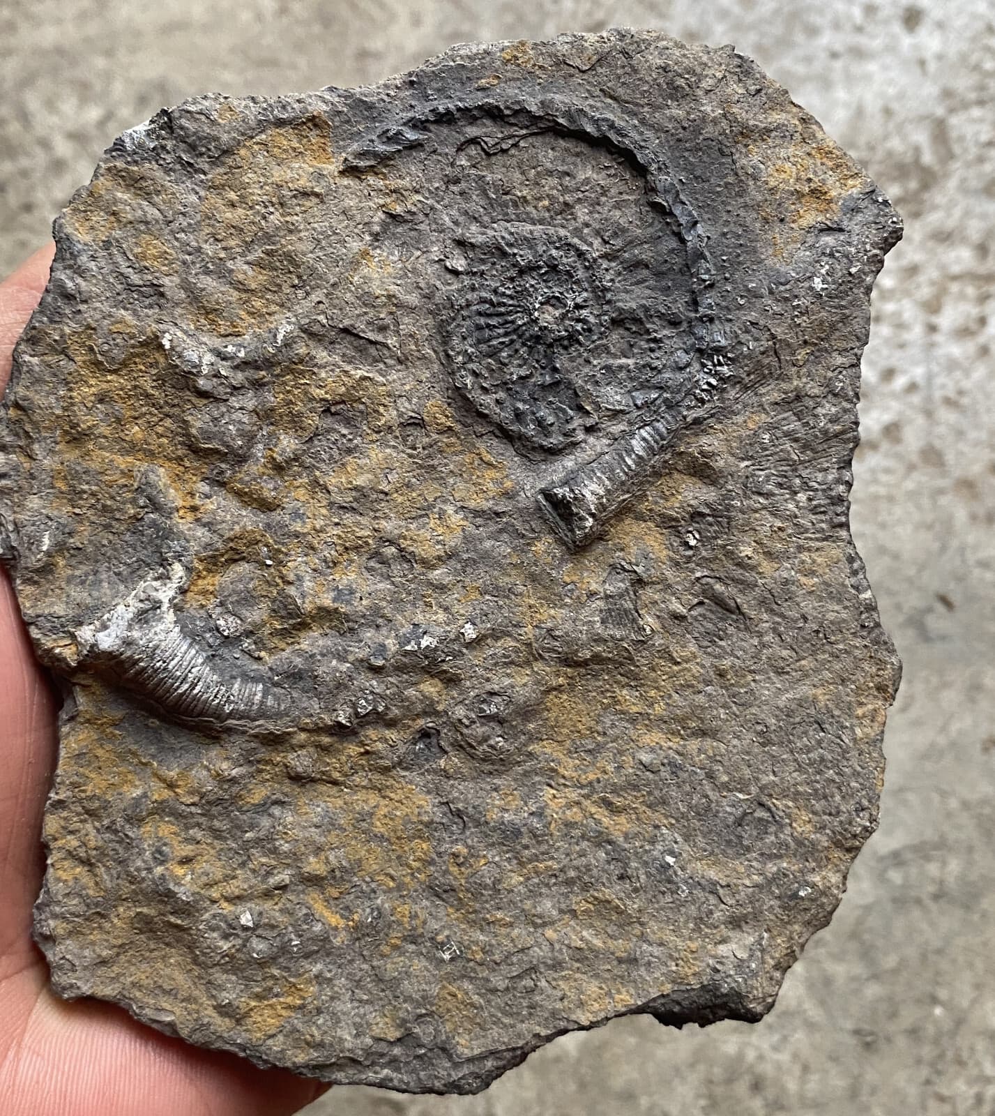Natural Devonian prehistoric Jurassic biota crinoids Fossils 3