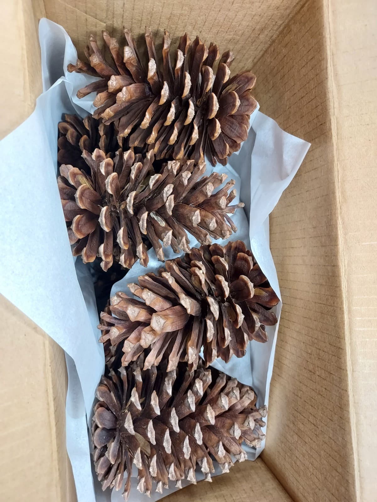 12 Medium Slash Pine Cones 5-5.5" Georgia Pinecones - Crafting, Decorating 3