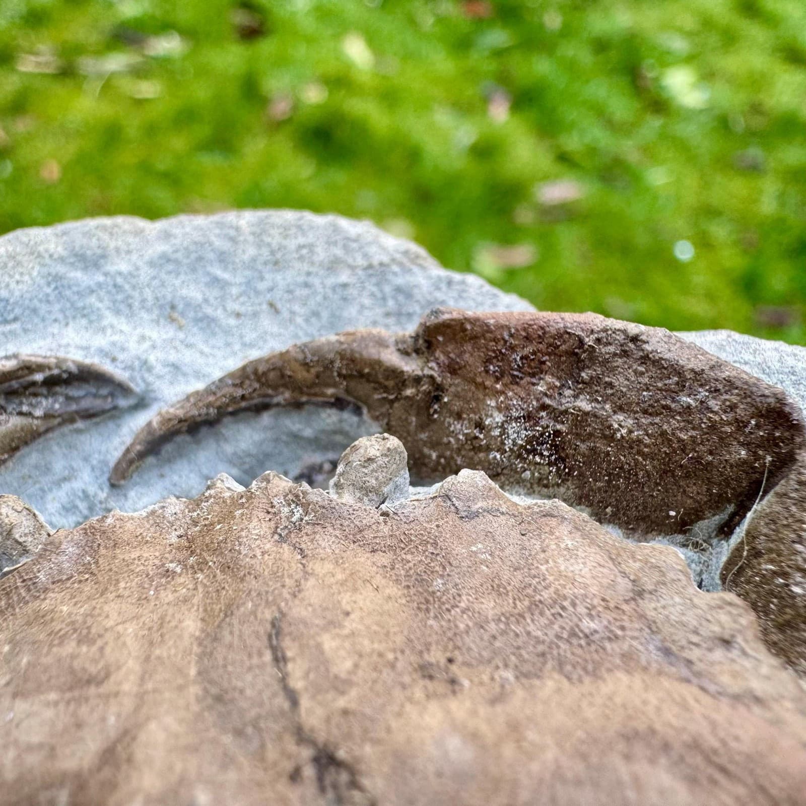 Rare: homolopsis fossil crab – cretaceous, hughenden, queensland – genuine 4