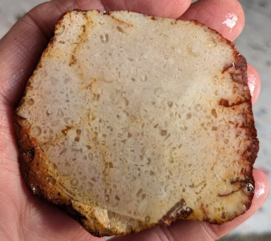 Fossil Crinoids slab 2