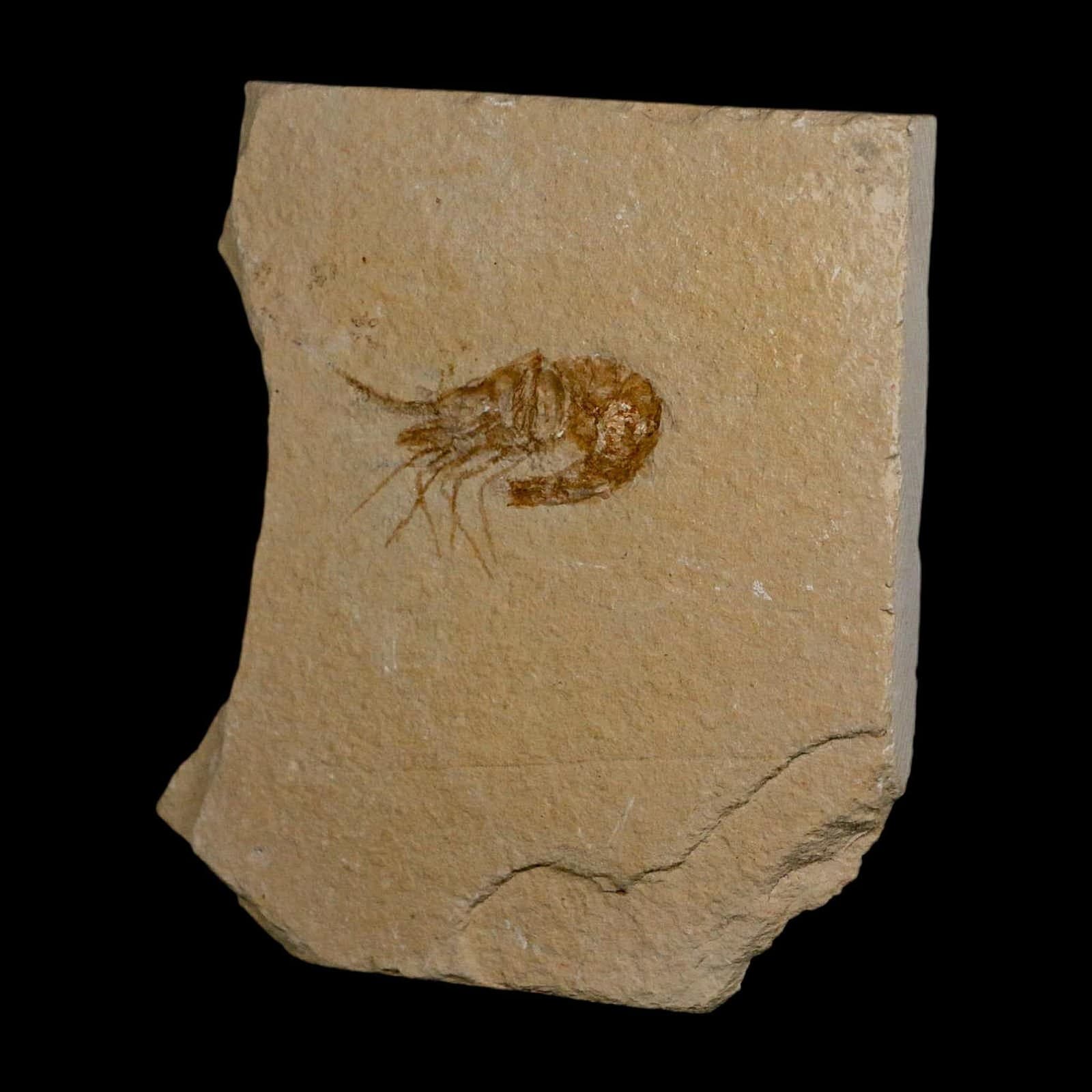 1.5" Fossil Shrimp Carpopenaeus Cretaceous Age 100 Mil Yrs Old Lebanon COA 5