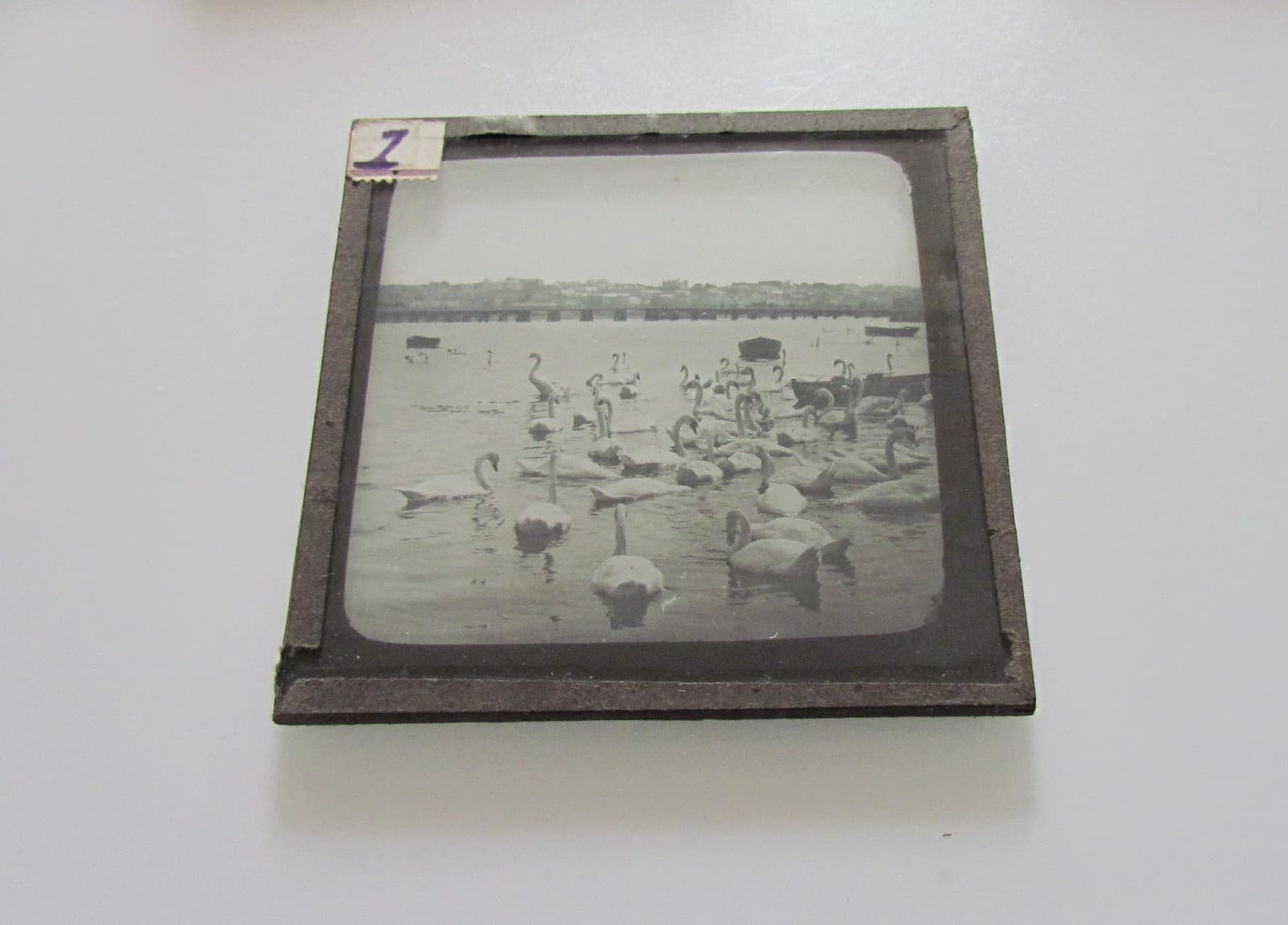 Glass Magic Lantern Slide SWANS ON RIVER C1900 PHOTO BIRDS 2