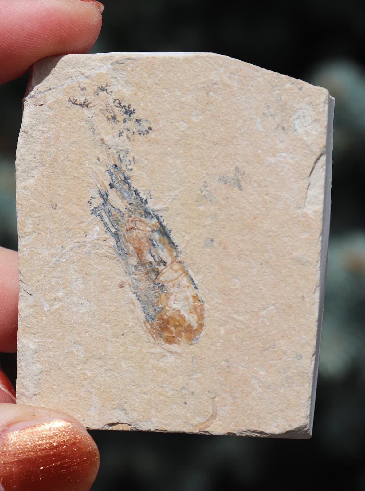 Fossil Shrimp From Solnhofen Germany  150 MILLION YRS OLD 6.4 Cm's JURASSIC