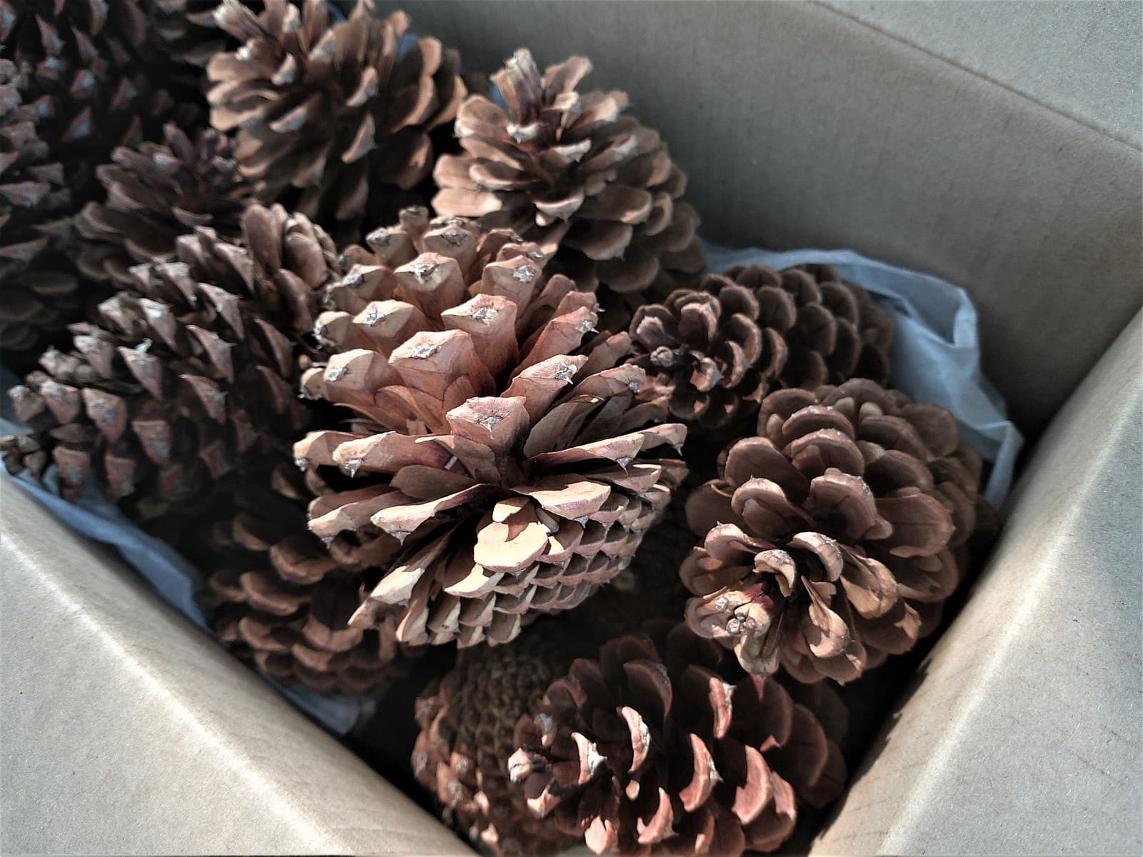 20 Ponderosa Pinecones from the Pacific Northwest - Conifer Cones 4 to 6 Inches 3