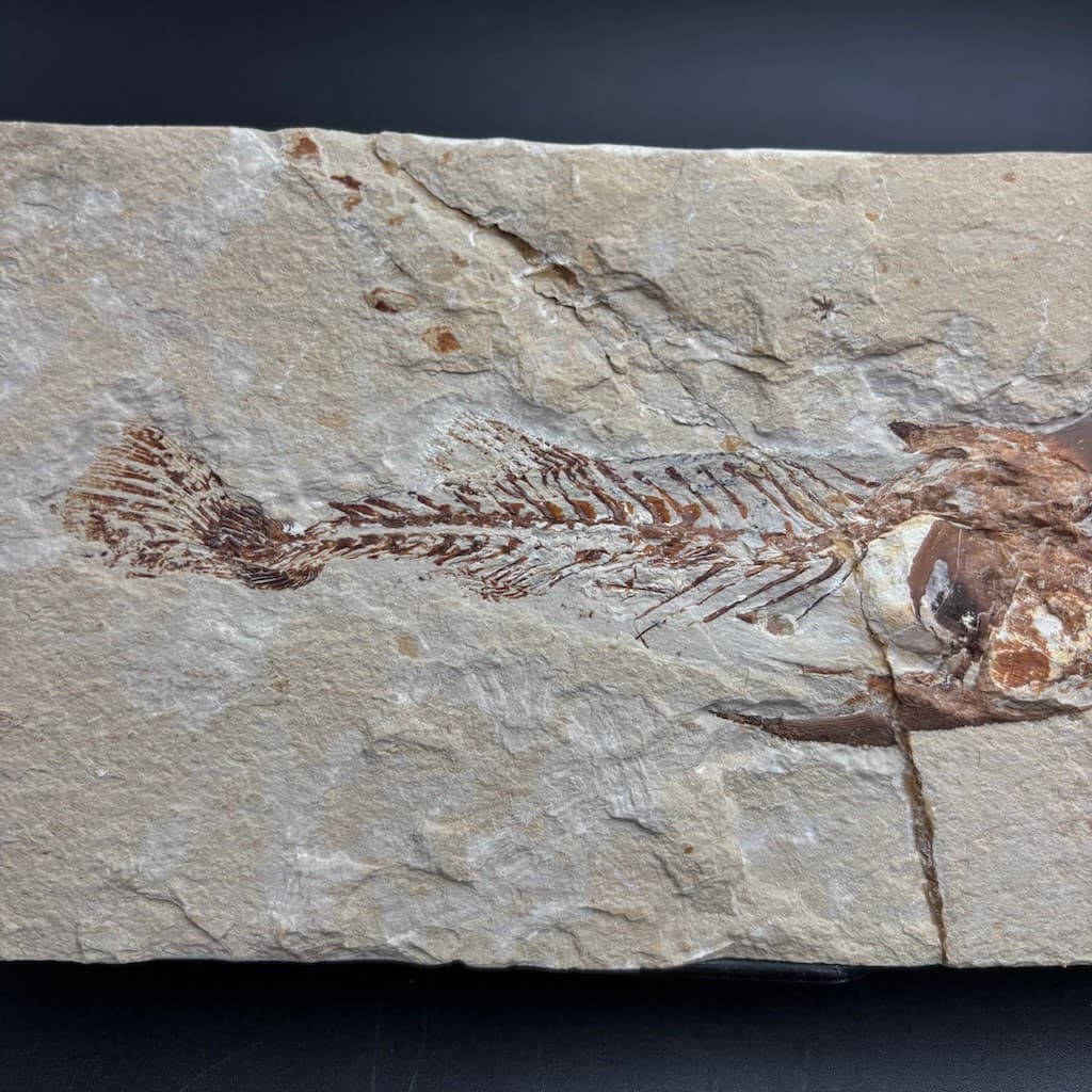 Coccodus insignis fossil fish - Cretaceous Cenomanian, Lebanon - rare slab 19 cm 3