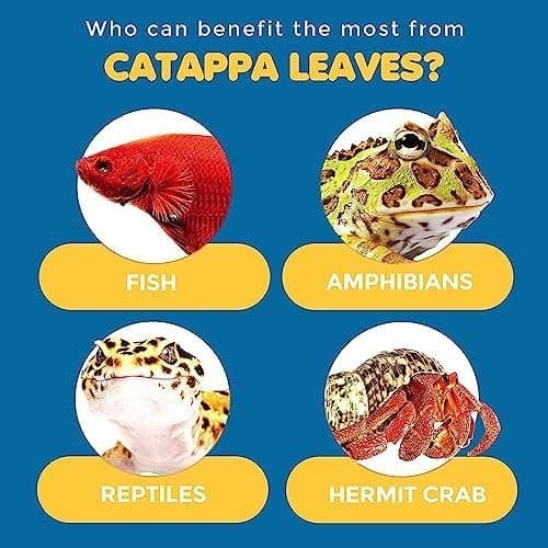 50 Pcs Mini Catappa Indian Almond Leaves for Betta Fish Aquarium, Shrimp, Frogs, 3
