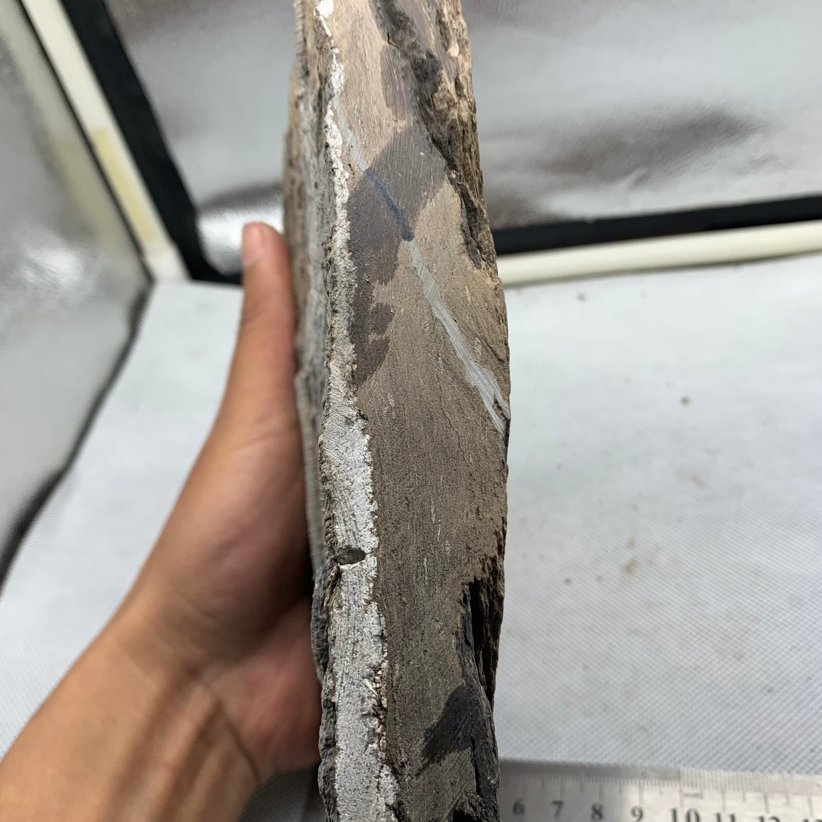 1180 grams of fossils of crinoid from the Guanling Biota in Guizhou 5