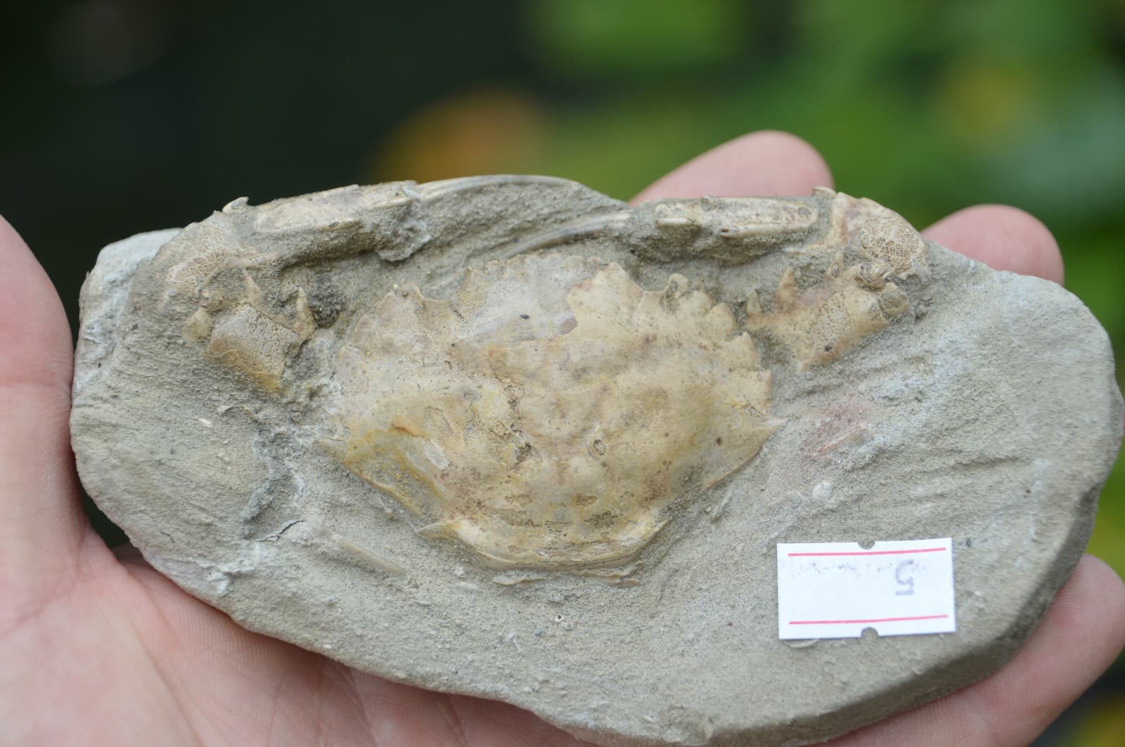 AMAZING FOSSIL CRAB FROM JAVA, INDONESIA BEST VALUE FOSSIL CRABS ANYWHERE! #5 5